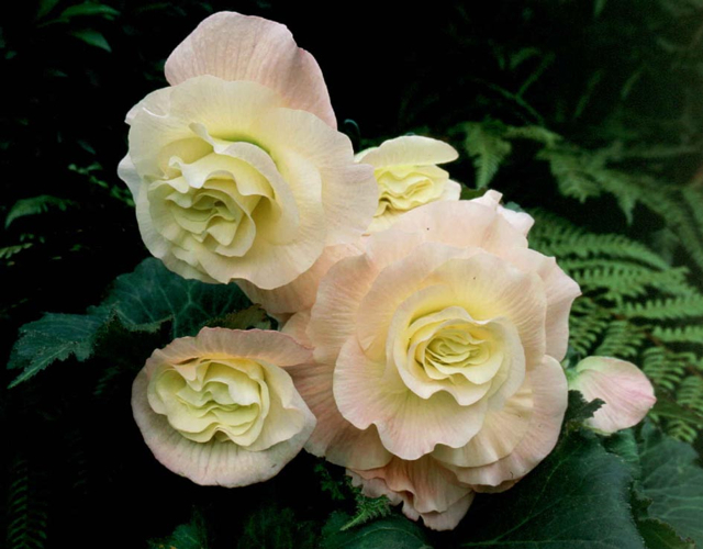 B. ‘Summer Dawn’